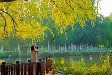 麻豆文化传媒免费APP-麻豆文化传媒，探索免费APP的独特魅力